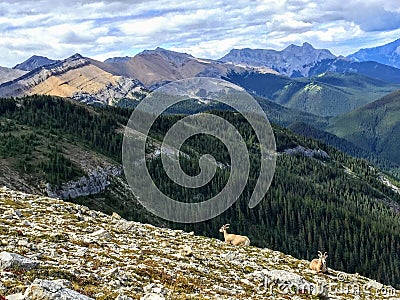 A group of mountains goats grazing and enjoying the view of the Canadian Rockies on a summer day Stock Photo