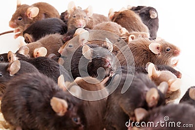 Group of Mouses Stock Photo