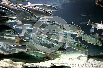 Group of moving fish underwater Stock Photo