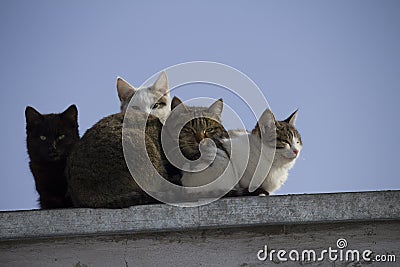 A group of multi-colored cats on the roof looks at the camera Stock Photo