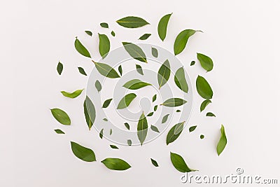 Group of multiple green leaves scattered in circle on white background Stock Photo