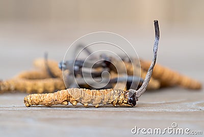 Group of mushroom cordyceps or Ophiocordyceps sinensis this is a herbs on wooden table. Medicinal properties in the treatment of d Stock Photo