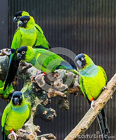 Group of Nanday parakeets together in the aviary, Popular pets from America, Tropical and colorful small parrots Stock Photo