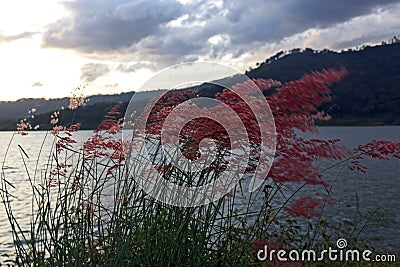 A group of Natal grass (melinis repens) Stock Photo