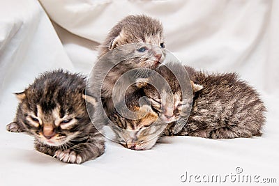 Group of newborn kittens. Blind little cute kittens are waiting Stock Photo