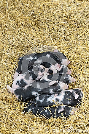 Group of newborn piglets in the farm Stock Photo