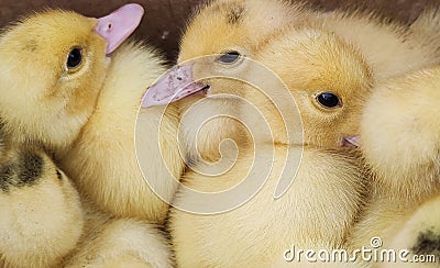 Group of newborn yellow ducklings close-up. Stock Photo