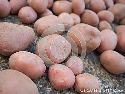 Group of newly harvested and washed potatoes - Solanum tuberosum drying on pavement. Harvesting potato roots in homemade garden. Stock Photo