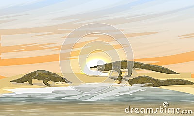 A group of Nile crocodiles Crocodylus niloticus walk along the sandy shore of the lake in the rays of the setting sun. Wild reptil Vector Illustration