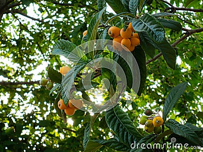 Group of Nisperos Eriobotrya japonica growing on the tree Stock Photo