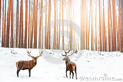 Group of Noble red deer in the background of a winter fairy forest. Snowing. Winter Christmas holiday image Stock Photo