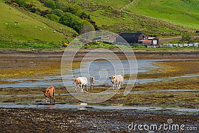 Group od cows Stock Photo