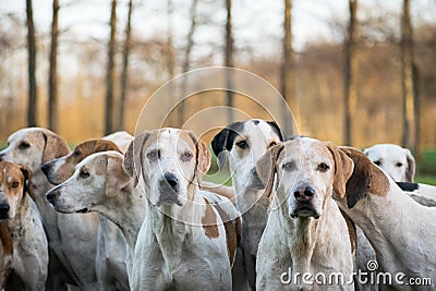 Group off drag hunting dogs waiting in a field during the meet. Fox hunt event. Stock Photo