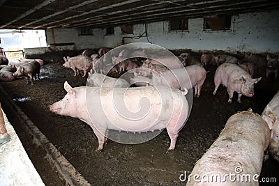 Group ofmighty pregnant sows laying on fresh hay in the barn Stock Photo