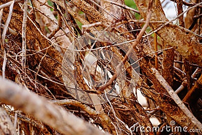 group of old brown wood with many rotting branche Stock Photo