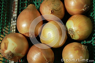 an group onion on green basket Stock Photo