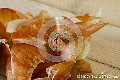 Group of onion peelings Stock Photo