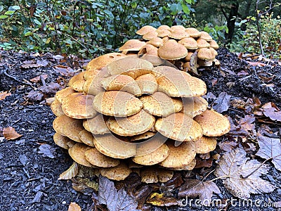 Group orange winter mushrooms. Stock Photo
