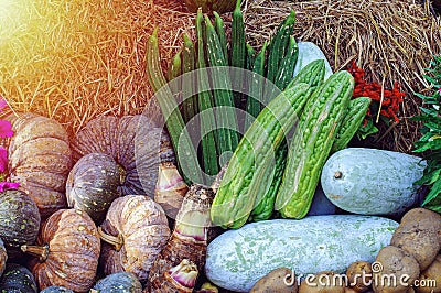 Group of organic tropical vegetable and fruit in farm Stock Photo