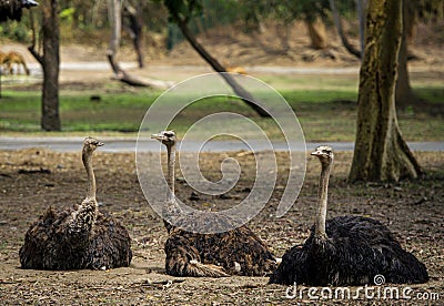 Ostriches Stock Photo