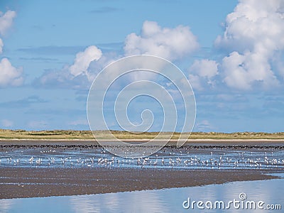 Group of oystercatchers and seagulls feeding on beach of Schiermonnikoog at low tide of Wadden Sea, Netherlands Stock Photo