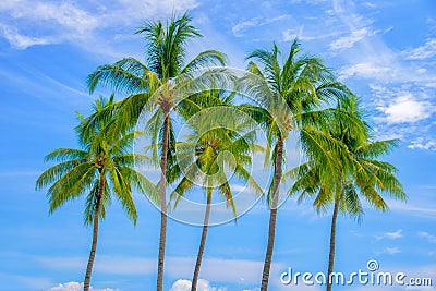 Group of palm trees, blue sky Stock Photo