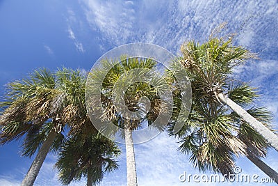 Group palm trees under blue sky Stock Photo