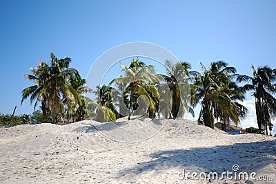 Group of palms on beach Stock Photo