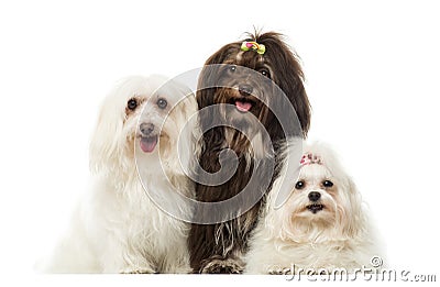 Group of panting dogs, Maltese and Havanese, isolated Stock Photo