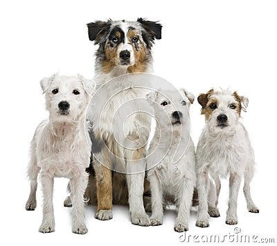Group of parson russel and an Australian shepherd Stock Photo