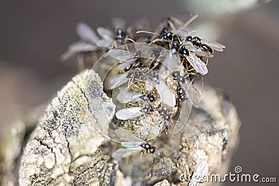 Group of pavement ants Stock Photo