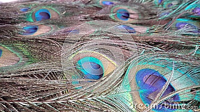 Peacocks feather bed Stock Photo