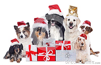Group of pedigree dogs with christmas gifts with santa hats Stock Photo