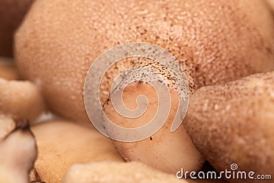 group of peeled mushroom suillus close-up Stock Photo