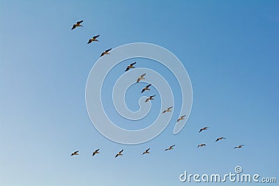 Group of pelicans flying in flock in blue sky background Stock Photo