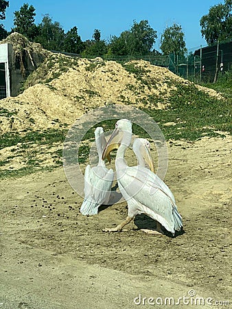 Group of pelicans Stock Photo