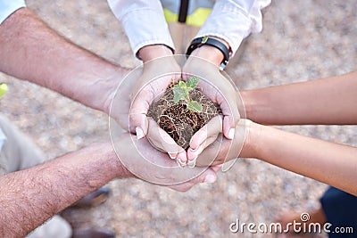 Group of people, plant and hands outdoor gardening, agriculture and growth in collaboration and above teamwork. Palm Stock Photo