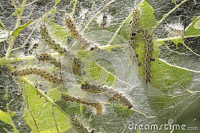 Group of of pest fall webworm, Hyphantria cunea Stock Photo