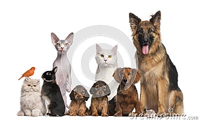 Group of pets Stock Photo