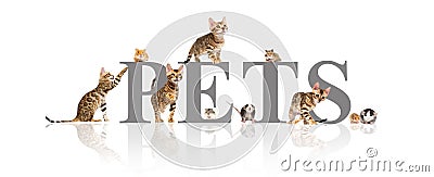 group of pets cats and rodents Stock Photo