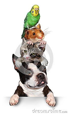 Group Of Pets Stock Photo