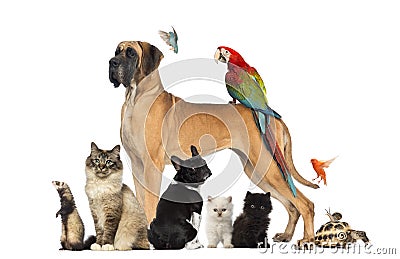 Group of pets - Dog, cat, bird, reptile, rabbit Stock Photo
