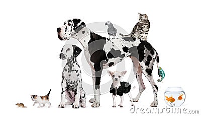 Group of pets in front of white background Stock Photo