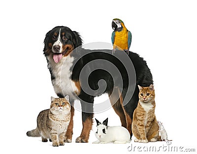 Group of pets Stock Photo