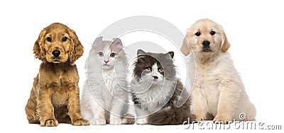 Group of pets: kitten and puppy on a raw Stock Photo