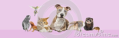 Group of pets leaning together on a empty web banner to place text. Cats, dogs, rabbit, ferret, rodent, reptile, bird, isolated Stock Photo