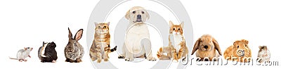 Group of pets Stock Photo