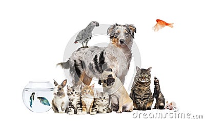 Group of pets posing around an australian shepherd dog, cat, ferret, rabbit, bird, fish, rodent, isolated on white Stock Photo