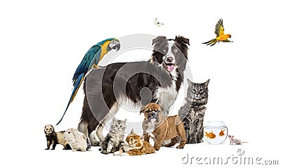 Group of pets, border collie; dog, cat, ferret, , rabbit, bird, fish, rodent Stock Photo