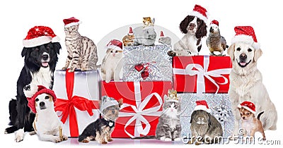 Group of pets in a row with santa hats Stock Photo